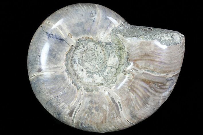 Polished, Agatized Ammonite (Anapuzosia?) - Madagascar #76107